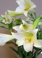 سوسن,Easter lily, November lily

